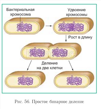 Бактерии размножаются бесполым путем - делением надвое. - student2.ru