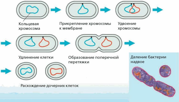 Бактерии размножаются бесполым путем - делением надвое. - student2.ru