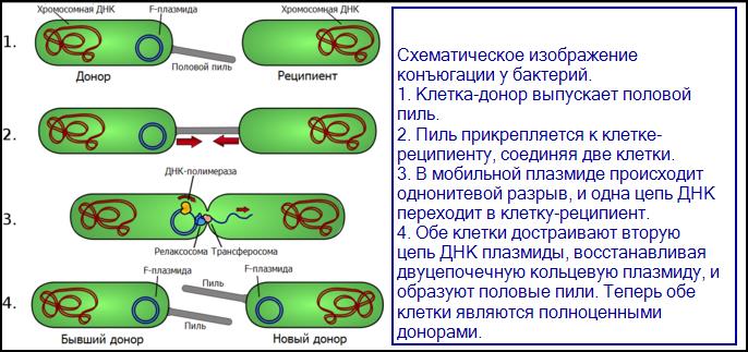 Бактерии размножаются бесполым путем - делением надвое. - student2.ru