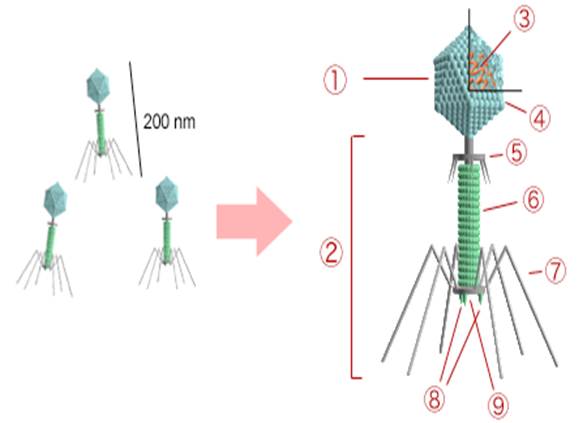 Бактериофаги. Их роль в биосфере - student2.ru