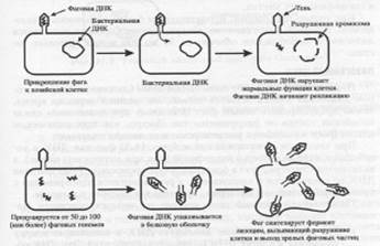 Бактериофаги. Их роль в биосфере - student2.ru