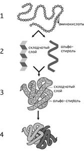 Белки. Строение и биологические функции - student2.ru