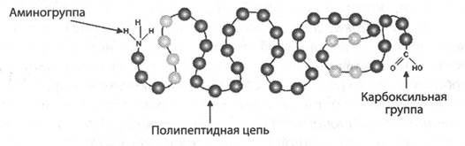 Белки. Строение и биологические функции - student2.ru