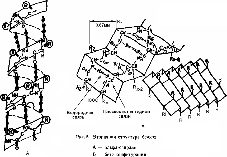 Белок молекуласының құрылымы, белоктың биологиялық қасиетінің біріншілік структурасына тәуелділігі - student2.ru