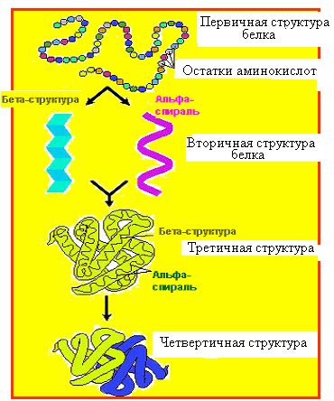 Белок молекуласының құрылымы, белоктың биологиялық қасиетінің біріншілік структурасына тәуелділігі - student2.ru