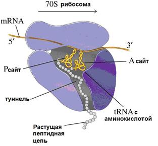 Белоксинтезирующая система клетки - student2.ru