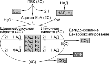 Бескислородное окисление, или гликолиз - student2.ru