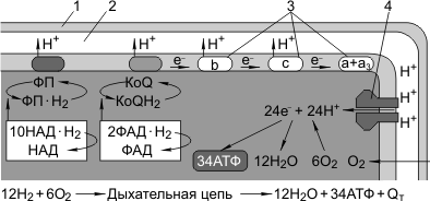 Бескислородное окисление, или гликолиз - student2.ru