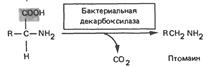 Бифосфоглицерат (БФГ) – аллостерический регулятор сродства - student2.ru