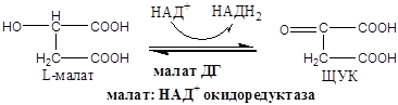 Биохимические основы энзимотерапии, применение ферментов в энзимотеравии (примеры) - student2.ru