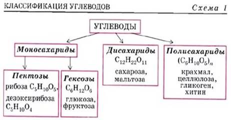 Биологическая роль глюконеогенеза. - student2.ru