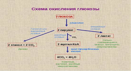 Биологическая роль глюконеогенеза. - student2.ru