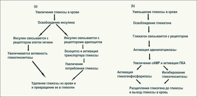 Биологическая роль глюконеогенеза. - student2.ru