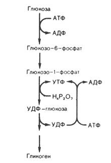 Биологическая роль глюконеогенеза - student2.ru