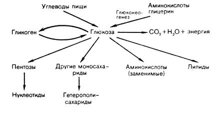 Биологическая роль глюконеогенеза - student2.ru