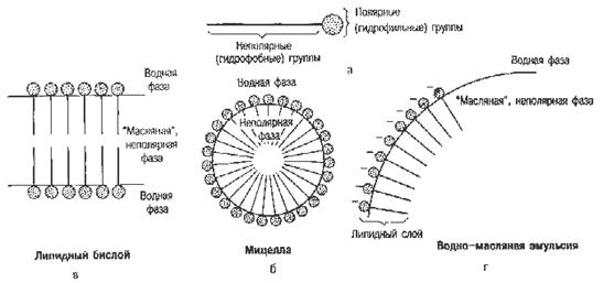 Биологическая роль глюконеогенеза - student2.ru