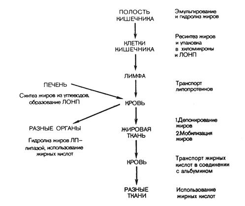 Биологическая роль глюконеогенеза - student2.ru