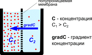 биологические мембраны - student2.ru