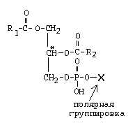 биологические мембраны - student2.ru