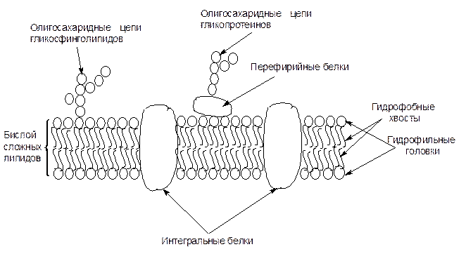Биологические мембраны - student2.ru