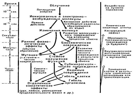 Биологическое действие ионизирующего излучения - student2.ru