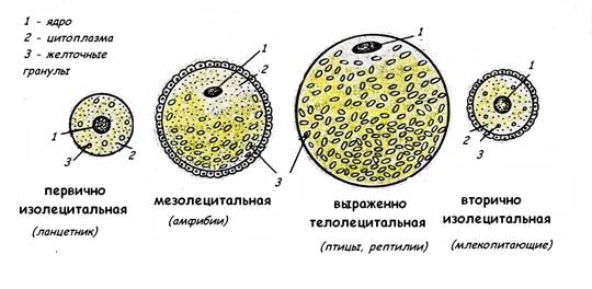 биологическое значение оплодотворения - student2.ru