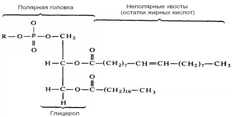 Биология как наука, методы биологии - student2.ru