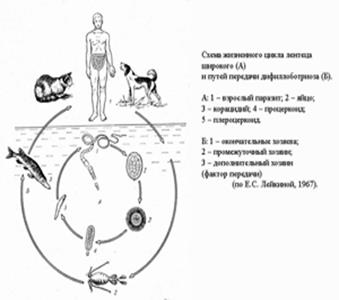 Биология некоторых цестод - student2.ru