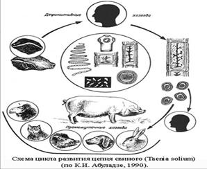 Биология некоторых цестод - student2.ru