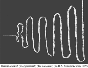 Биология некоторых цестод - student2.ru