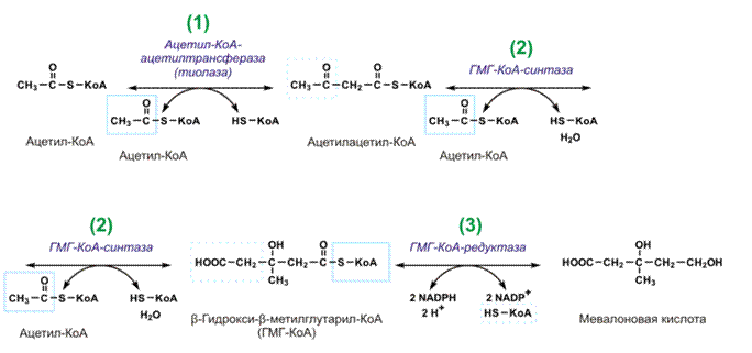 Биосинтез холестерина, последовательность реакций до образования мевалоновой кислоты, представление о дальнейших этапах. Транспорт холестерина. Холестерин и атеросклероз - student2.ru