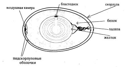 Биосинтез компонентов яйца - student2.ru