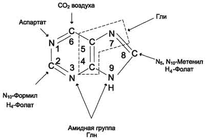 Биосинтез нуклеотидов - student2.ru