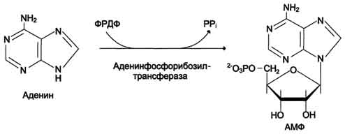 Биосинтез нуклеотидов - student2.ru