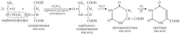 Биосинтез пиримидиновых нуклеотидов - student2.ru