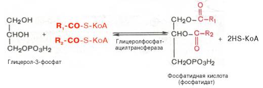 биосинтез триацилглицеридов - student2.ru