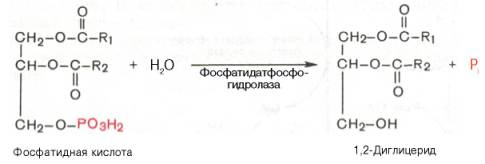 биосинтез триацилглицеридов - student2.ru