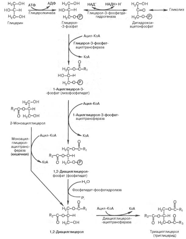 биосинтез триацилглицеридов - student2.ru