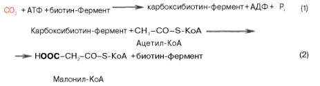 Биосинтез высших жирных кислот - student2.ru