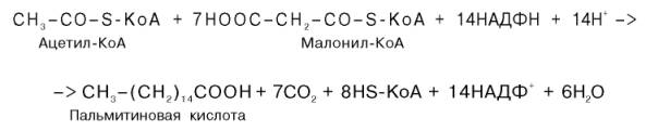 Биосинтез высших жирных кислот - student2.ru