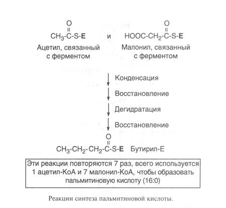 биосинтез высших жирных кислот и его регуляция - student2.ru