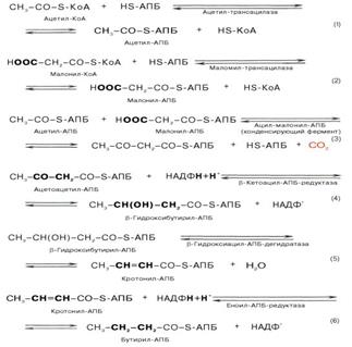 Биосинтез жирных кислот, последовательность реакций. Регуляция биосинтеза - student2.ru