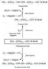 Биосинтез жирных кислот, последовательность реакций. Регуляция биосинтеза - student2.ru