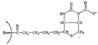 Биотин после всасывания поступает в кровь и переносится альбумином преимущественно в печень, аккумулируется в митохондриях - student2.ru