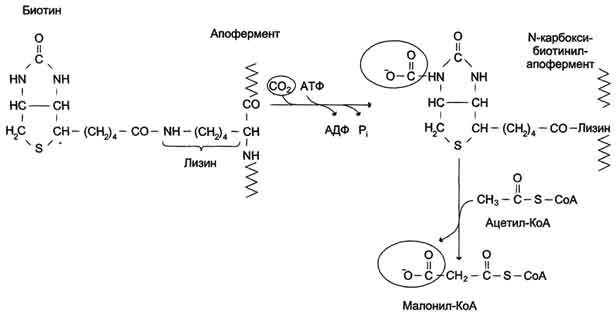 Биотин после всасывания поступает в кровь и переносится альбумином преимущественно в печень, аккумулируется в митохондриях - student2.ru