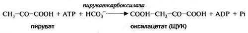 Биотин (витамин Н), антисеборрейный - student2.ru