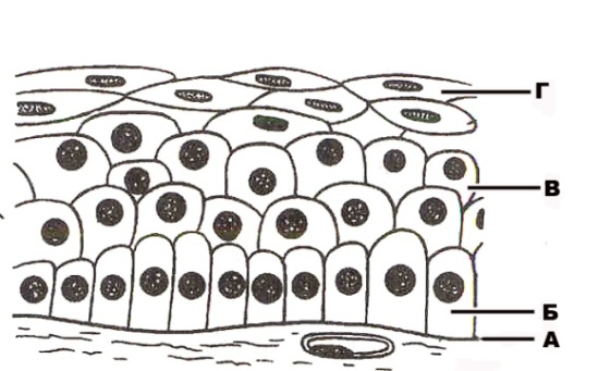 Биполярлы, горизонтальді және амакринді ядролары орналасқан бөліктері көздің торлы қабығының қай қабатын түзеді - student2.ru