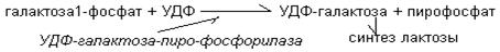 Более активен пентозо - фосфатный путь. Более активен глюконеогенез. Более активен анаэробный гликолиз. - student2.ru