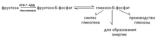 Более активен пентозо - фосфатный путь. Более активен глюконеогенез. Более активен анаэробный гликолиз. - student2.ru