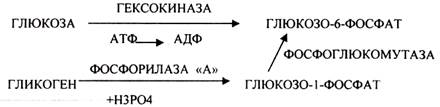 Болезнь ФЕРСА - ФОСФОРИЛАЗА ПЕЧЕНИ - student2.ru